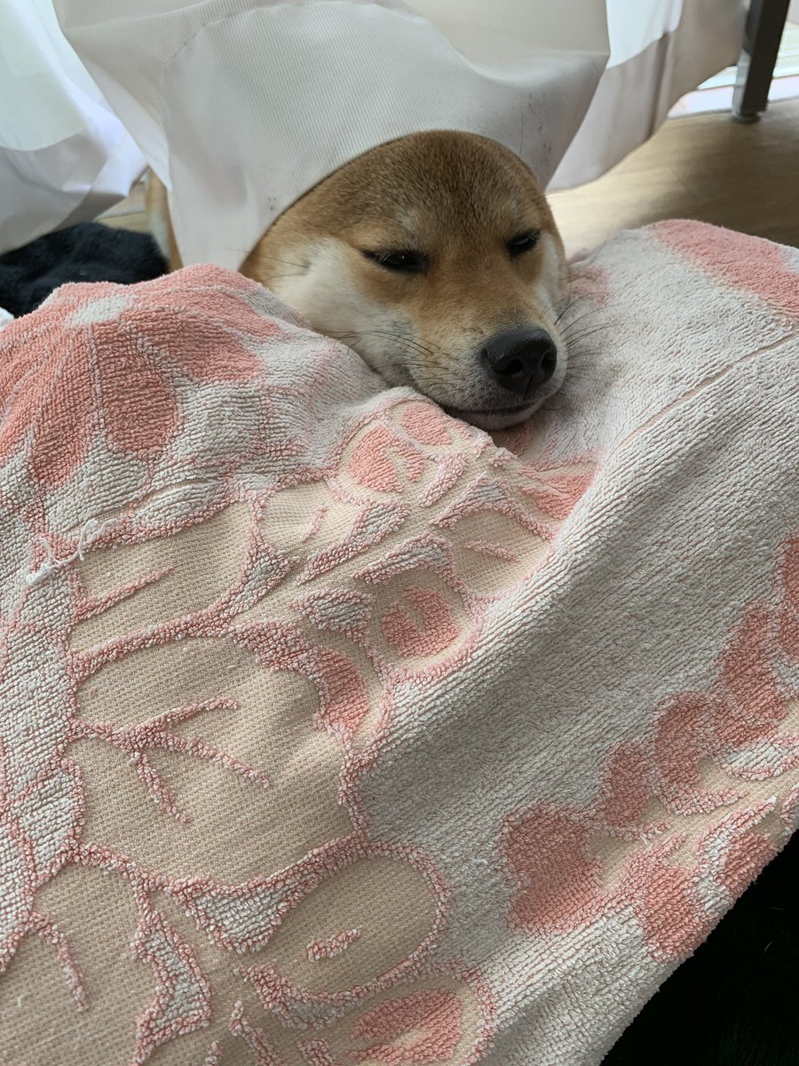 可愛いからうちの犬見てくれ