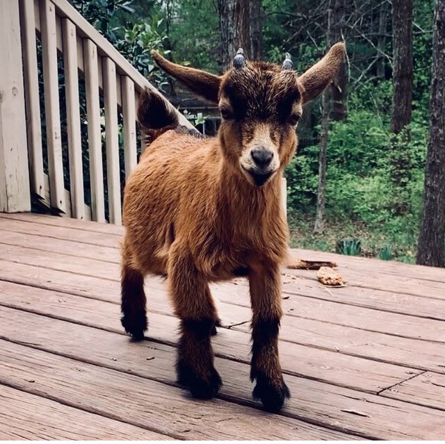 pgbrown92's tweet image. This is Bruce. Bruce is staring at you like “why are you still failing?” He’s a GOAT who’s determined not to fail. Be like Bruce. Go to tutoring during Power Hour. Don’t fail. #belikebruce