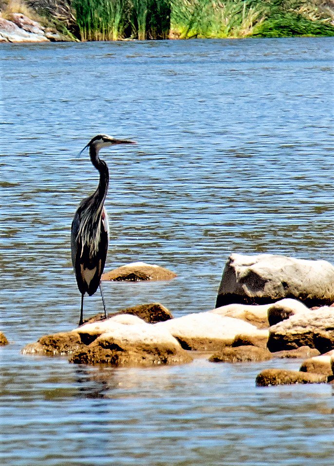 Pretty blue heron at the lake near our home #Arizona #TontoNationalForest #Desert #desertlife #lakeinsouthernarizona #birds #heron #nature #photographer