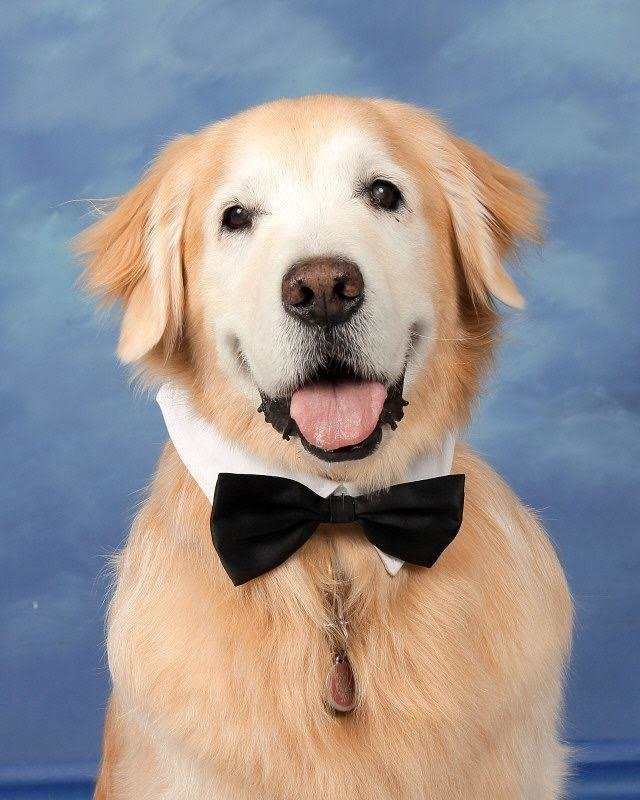 BuzzFeedNews's tweet photo. Therapy dogs for the Parkland shooting survivors got their own school yearbook page and it's pretty amazing ❤️ https://t.co/kcTdZkhBcf https://t.co/YEfbrISJwm
