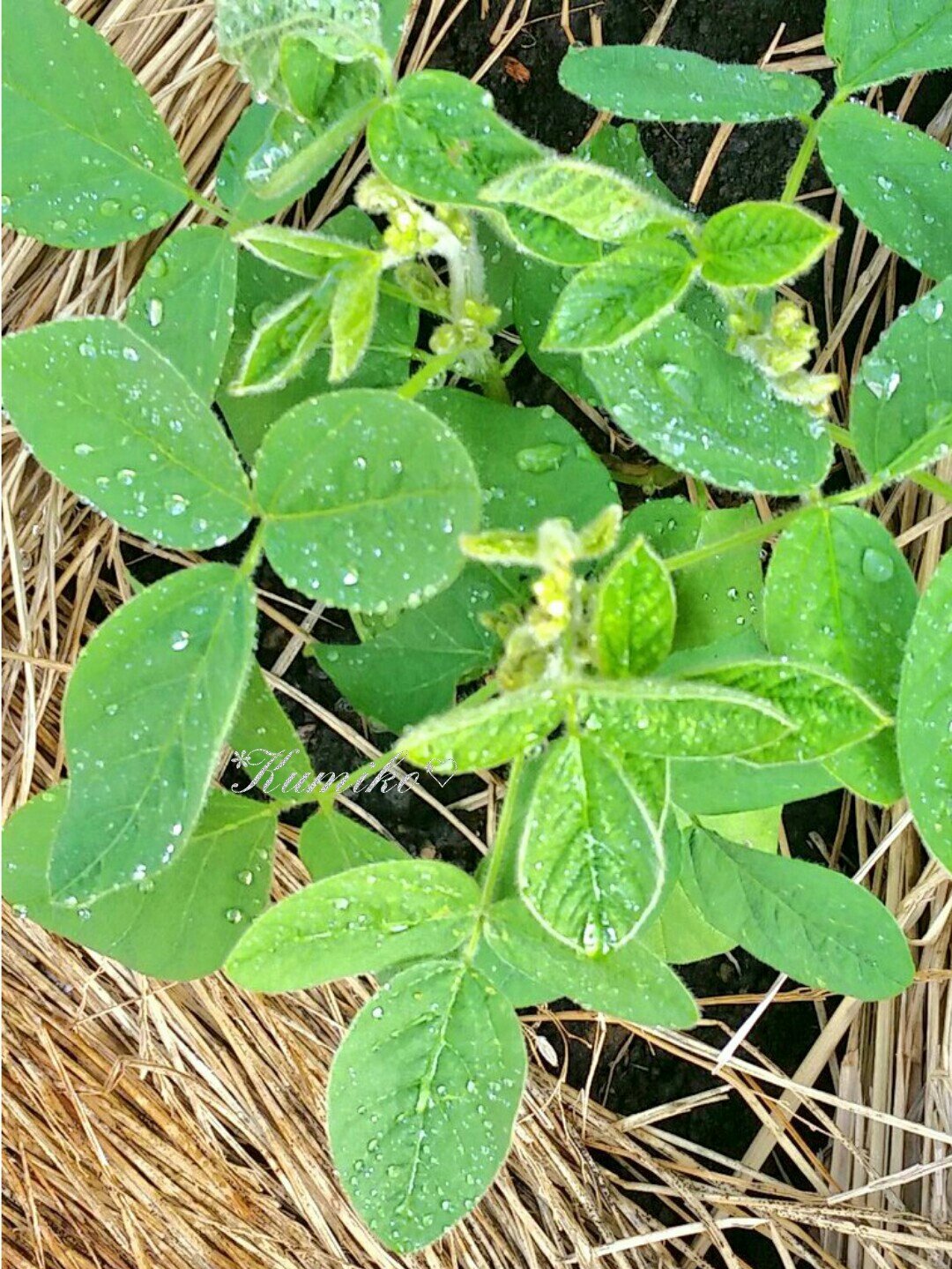 Bluepoppy Bluestar おはよう 良い天気だ 緑のある暮らし グリーン 植物 植物に水を しずく 雫 滴 雨上がり 朝露 枝豆の葉 二十日大根の葉 ラディッシュの葉 マイグリーンルーム マイグリーンライフ 栽培 ガーデニング プランツ