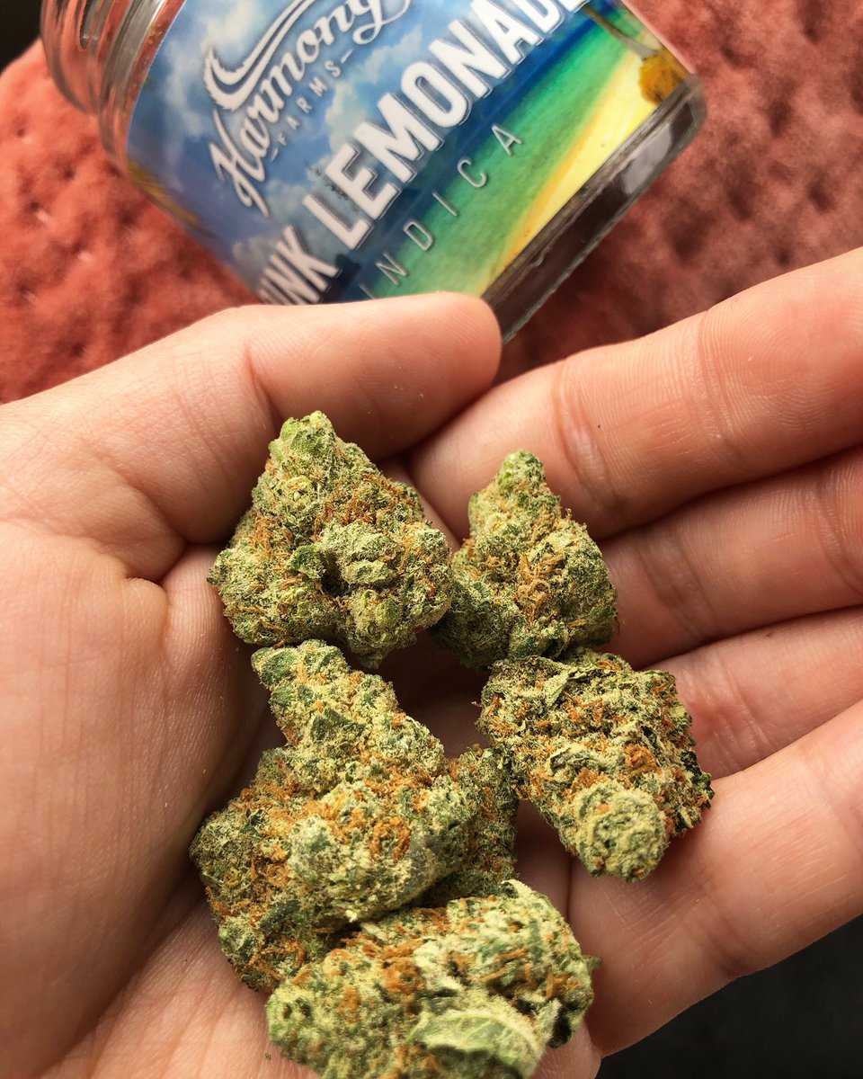 Our Pink Lemonade is fresh from harvest and bursting of tangy sweet whiffs of the tropics🏝 amidst a kushy orange diesel backdrop⛽️🍊the nugs are dense and juicy 🤯 with a heavy feel behind the eyes that melts into the rest of the body🌋 who else has tried?  #HarmonyFarms