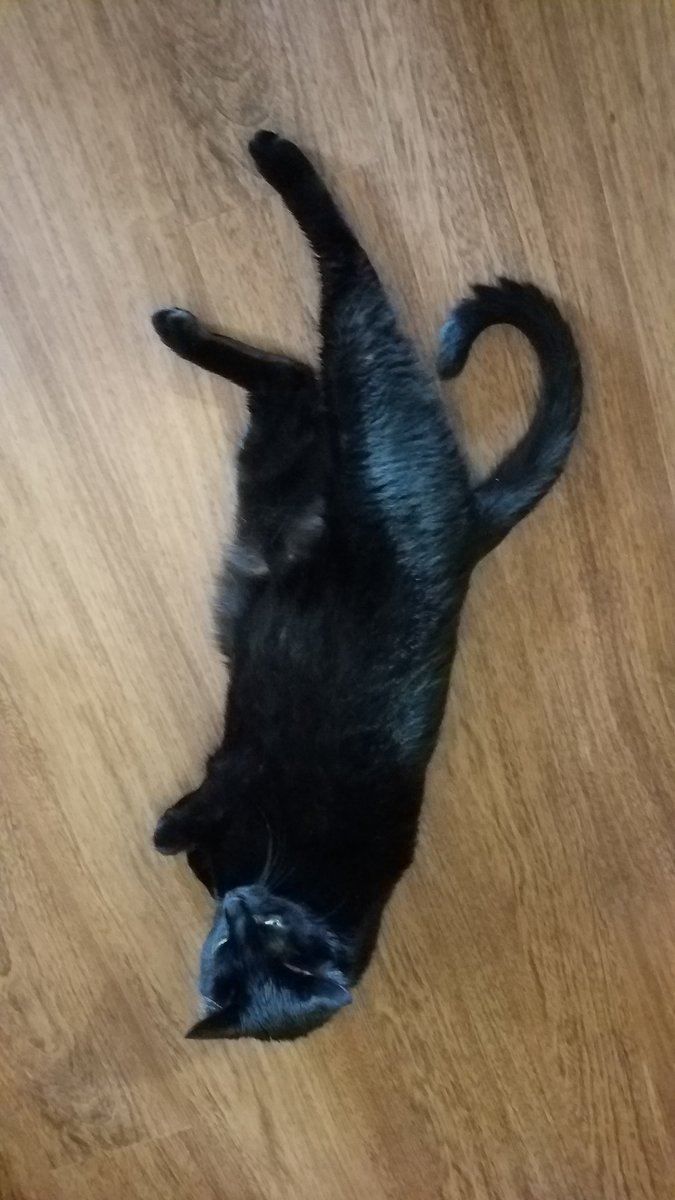 KittenzofChaos's tweet photo. Aren't our bellies the rubbiest?
C'mon, you know you wanna... #itsnotatrap https://t.co/C26yV1SyrQ