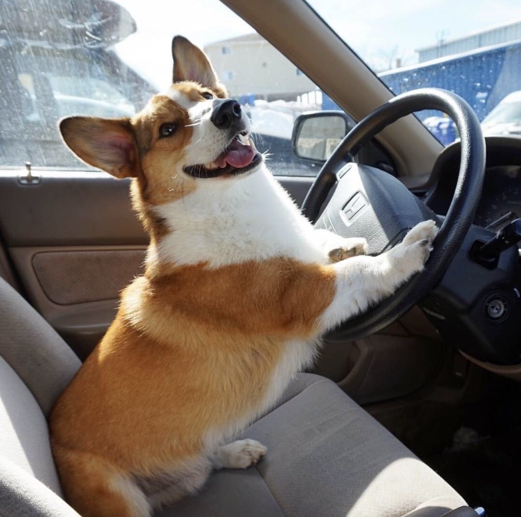This is Flapjack. He will drive you wherever you want to go as long as you press the pedals. Thank you Flapjack. 13/10 better buckle pup