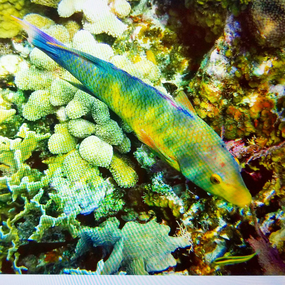 #snorkeling #roatan #Honduras #reef Fabulous trip <a href="/CarnivalCruise/">Carnival Cruise Line</a>