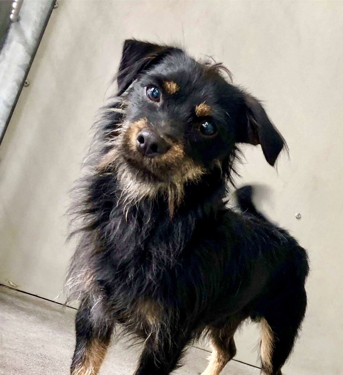 This weekend, plan a visit to your local rescue shelter, where your new best friend is waiting for you :) #adopt #rescue #foster #LucysLaw