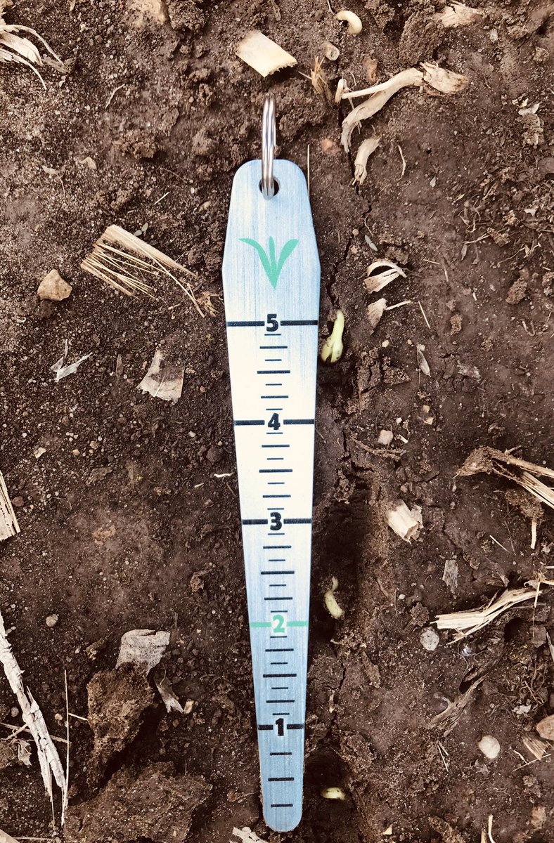 We have #emergence in Western Wisconsin! Asgrow AG 21X8 planted May 3rd <a href="/Asgrow_DEKALB/">DEKALB Asgrow Seed</a> <a href="/precisionplant/">Precision Planting</a> <a href="/AlliedCoop/">Allied Cooperative</a> #plant19 #soybeans
