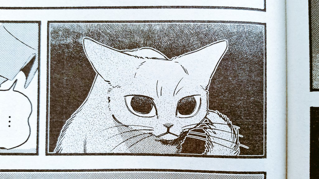 本日17日発売の週刊漫画TIMES(5/31号)に『ねこだまり』掲載しております。瞳孔が開き気味です。 
