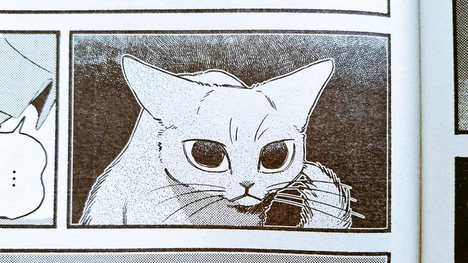 本日17日発売の週刊漫画TIMES(5/31号)に『ねこだまり』掲載しております。瞳孔が開き気味です。 
