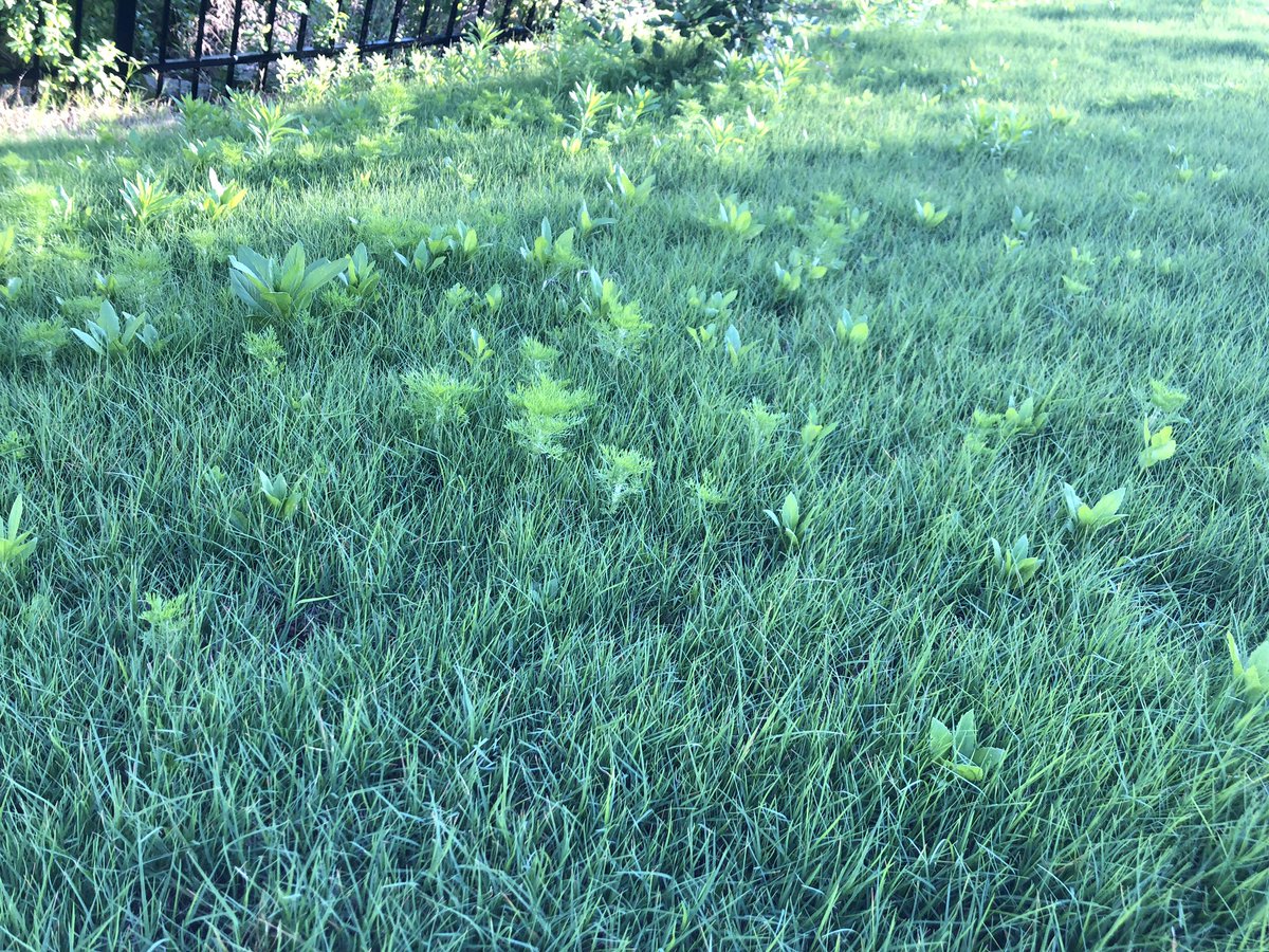 Elsom's tweet image. My recently treated yard by @TruGreen - tried calling to get it retreated and it will take them 3-5 “business” days to look and and THAN figure out if it needs to be retreated and when. Don’t ask to speak to a supervisor, they won’t transfer the call.