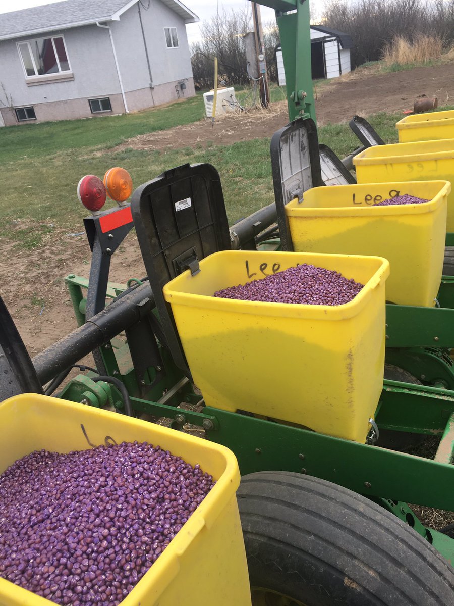 #plant2019 #corn
