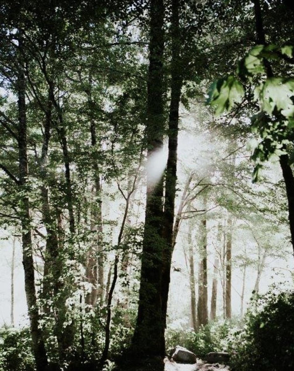 Shout out to nature's umbrellas for making every hike more breathtaking than the last!  ❤️🌳 #LoveATreeDay #Squamish