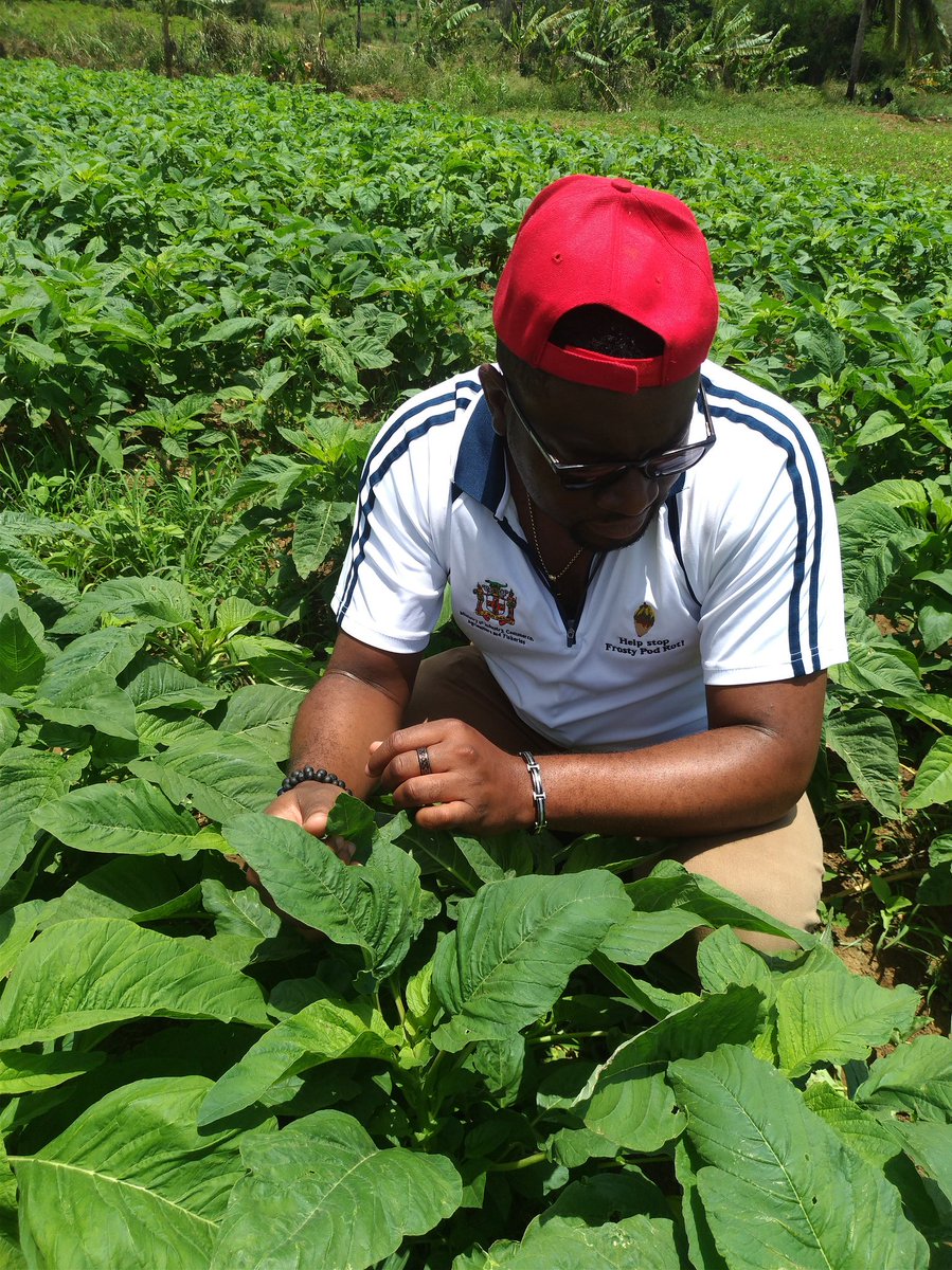 UncleBarry876's tweet photo. Hard at work conducting pest surveillance in St. Elizabeth 

#Agriculture #Work #PQPI #Inspection https://t.co/5tcLZBeTMv