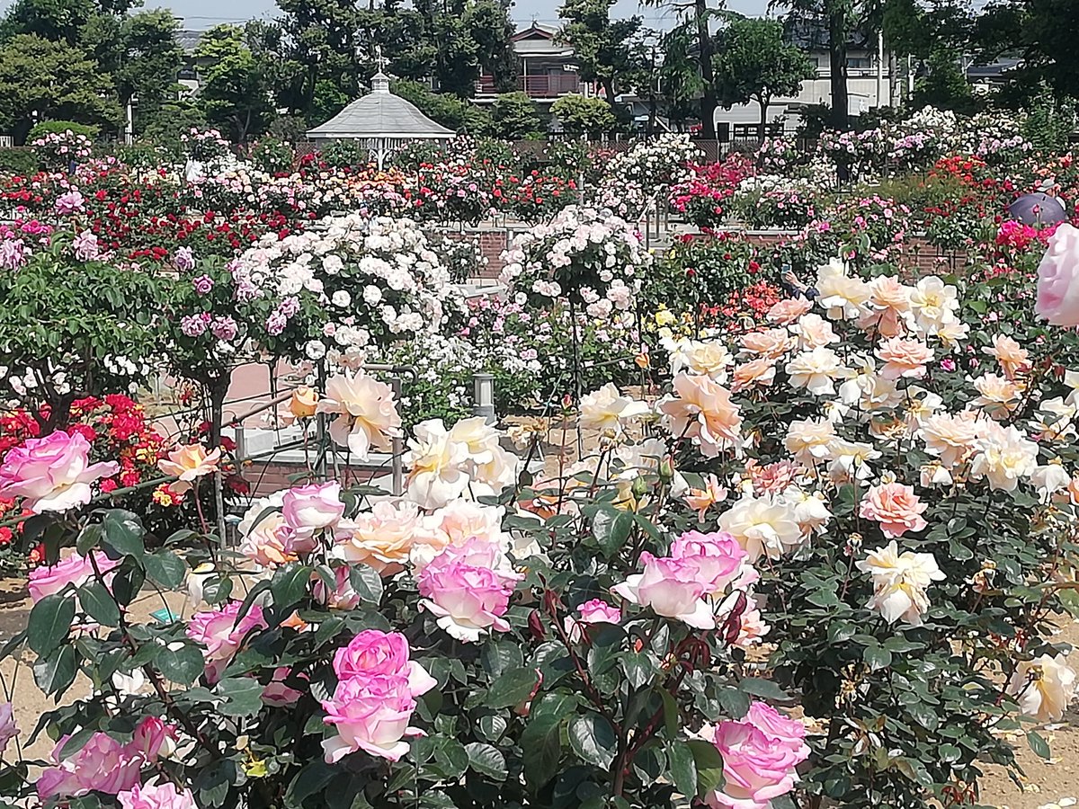 ট ইট র 前橋観光コンベンション協会 5 17敷島公園門倉テクノばら園のばらが咲き揃ってます 明日から ばら園まつり が始まります 5月18日 土 6月9日 群馬県 前橋市 前橋 バラ ばら園 門倉テクノばら園 春色ぐんま