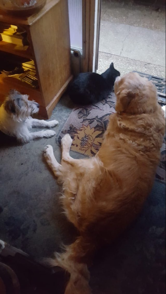 NicNic711's tweet photo. Aww meet Jack, he’s 15 years young and is coming to stay with us for 2-3 months while his mum sorts things out (once I’m back in uk) (they found me even in Oz!) 🥰 #howcouldyourefuse #foster #goldenoldie #imindemand https://t.co/SWHOu9mvhf