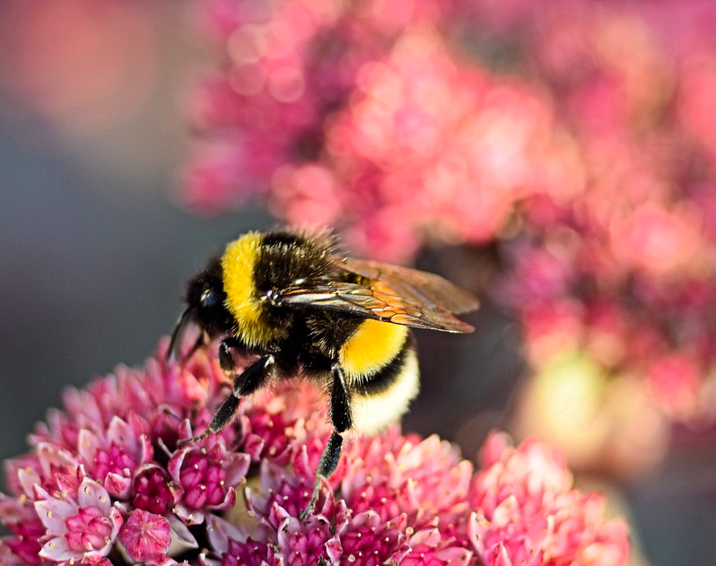 Word of the day: "bombology" - the study of bumblebees; the c. 250 species in the genus Bombus, part of the bee family. 
'Bombus' is from the Greek onomatopoeia βόμβος; to buzz, hum.These vital, beautiful pollinators are declining due to habitat loss &amp; pesticides. #SaveTheBees