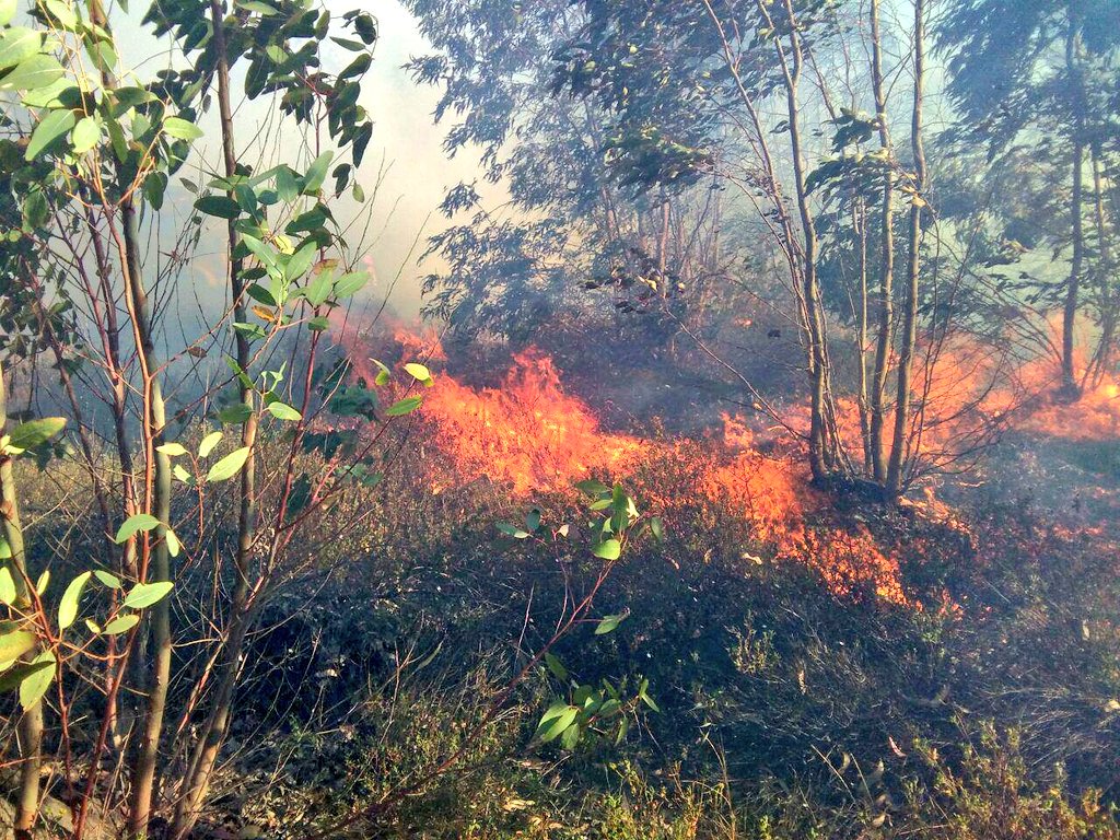 PLANINFOEX's tweet photo. Buenos días! Comenzamos la jornada con unas imágenes del incendio declarado durante la tarde de ayer en #Badajoz. En él, actuaron varios medios del #PlanInfoex, #Cepei de BA y #AMN.🔥🌾🌡️🌞
#IIFF https://t.co/7o3dIBFt8O