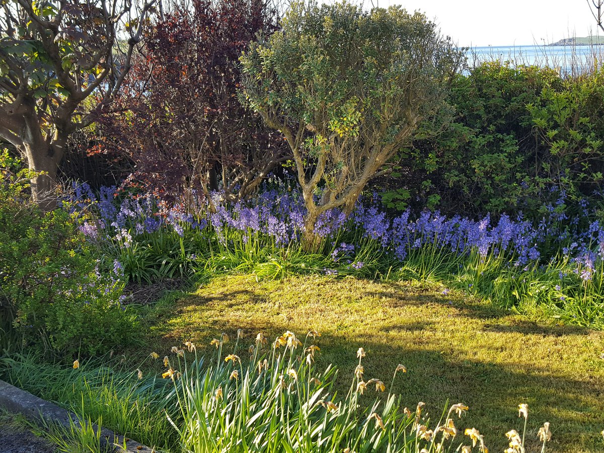 Hjetlandi's tweet photo. I haven't been "hame" when the bluebells are out in ages - I hadn't realised how they have multiplied. #Hoswick #Shetland https://t.co/sLKUT0oGO1