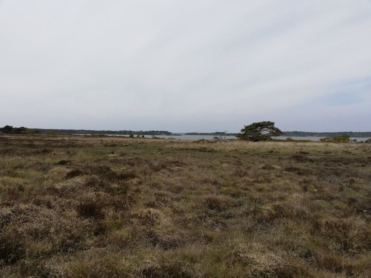 Dr_MarkHardiman's tweet image. Loved being out at Studland, Dorset yesterday getting material for undergraduate research projects. #Geography #Palaeoecology @PortsmouthGeog @portsmouthuni #Fieldworkisfun