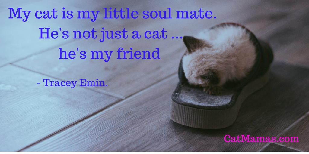 CatMamasDotCom's tweet image. #Cat people know the value of this very special furry #friendship! love