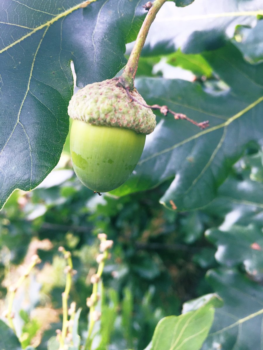 TiCLme's tweet photo. #UrbanTreeFestival
You just know when somethingโs #GOINGTOBEBIG @BSBIbotany
Join in here: https://t.co/4UAuAMxxBE
๐ณ๐ฒ๐ด @TreesforCities https://t.co/VVkYMTp8Hp