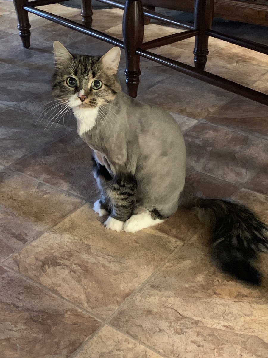 So my mom took her cat to the groomer.