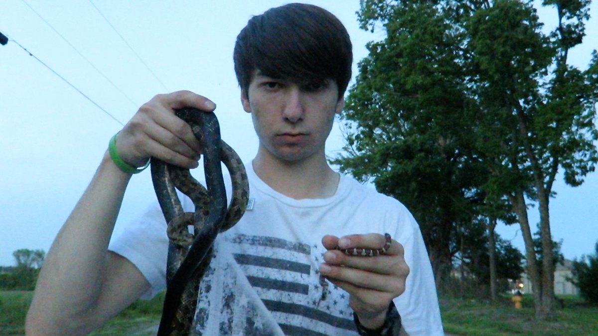 JaredRCoker's tweet photo. This Black Rat Snake, Prairie Kingsnake, and Red Milk Snake form the greatest trio of snakes I've ever found under the same board. https://t.co/Z4yjACNBoi