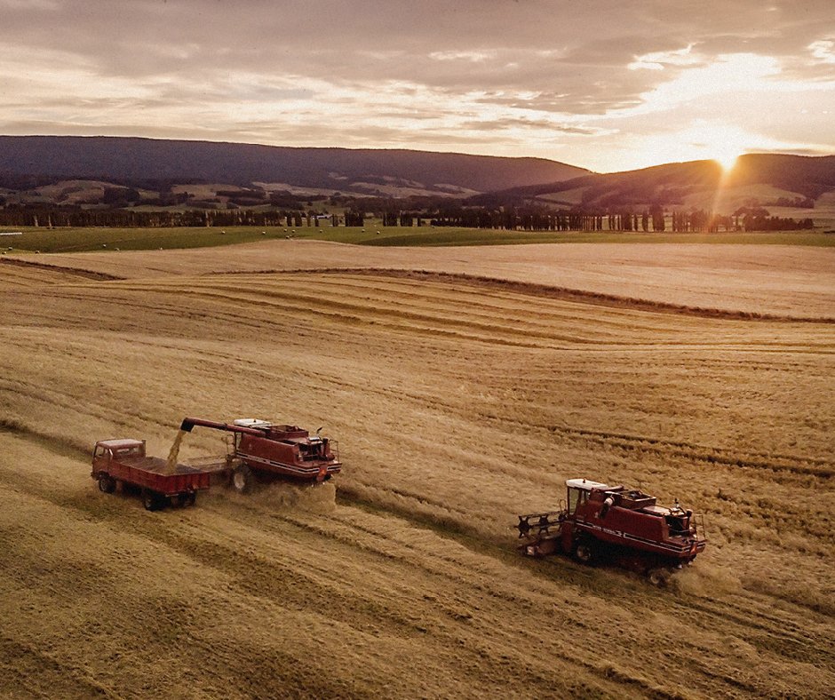 AuldDistillery's tweet photo. Warm Autumn days with light winds and no rain make great harvesting conditions at Auld Farm. This year we’ve been lucky to have an excellent growing season, producing a superb crop of barley. Now that they've been harvested, our grains are stored, ready for malting. https://t.co/5b2OIaOEyn