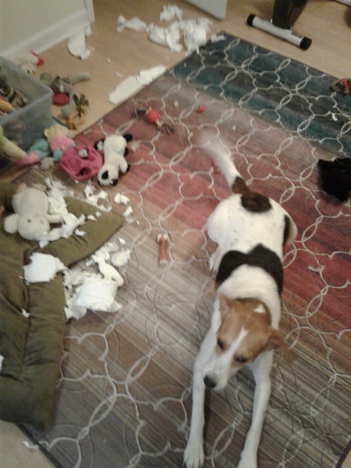 aziith's tweet photo. @dog_rates Jessie indulges in some Me Time. https://t.co/FAwB9rPq2s
