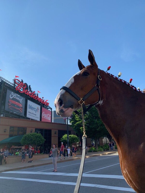 AmericanOutlaws's tweet photo. Every time we go to St. Louis, St. Louis takes it to another level.

Shoutout @AO_STL, the @Cardinals and the entire St. Louis community for making it another day to remember. https://t.co/lBUPwQlRqz