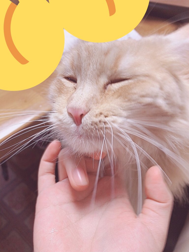 sk_kaiii's tweet photo. なぜか顎を撫でてあげるとブサカワになる🥺 https://t.co/u8xtpRQUy1