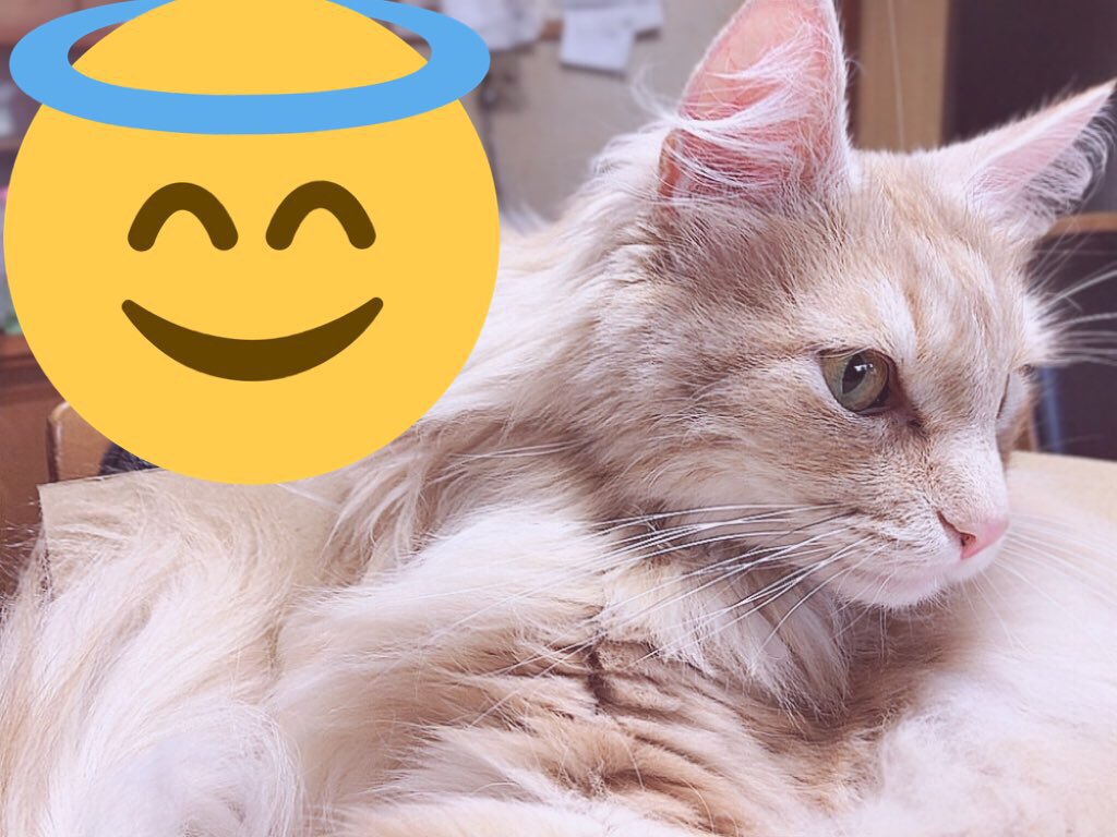 sk_kaiii's tweet photo. なぜか顎を撫でてあげるとブサカワになる🥺 https://t.co/u8xtpRQUy1