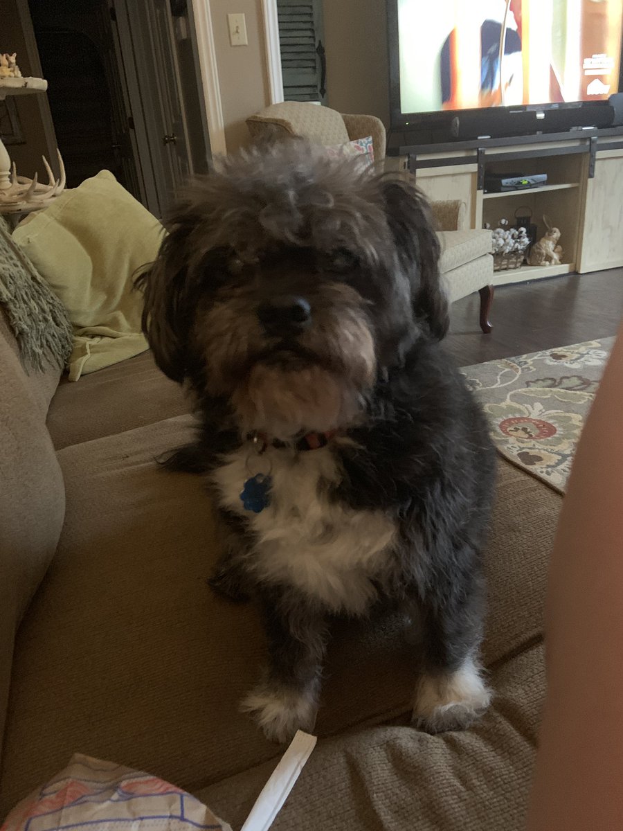 GhentSarah's tweet photo. @garyfromteenmom Max💕 we found him when I was in kindergarten (he was not a puppy) and I’m now 20🐶 https://t.co/CxC1PmnXen