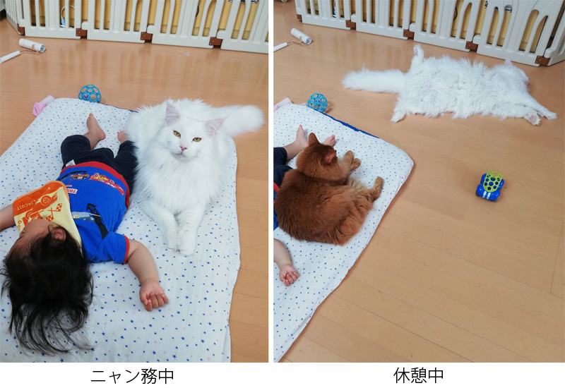 おたくま経済新聞 飼っている犬や猫って 自分のうちの赤ちゃんを守るようなところありますよね しかし見事なヘソ天w 猫さんの ニャン務中 と 休憩中 のbefore After T Co 7uhhbo1p3b 猫 メインクーン 猫写真 Fakeyashu T