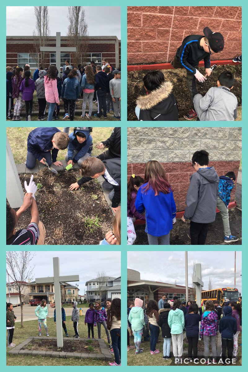 WojyBear's tweet photo. One week from today is Care for Creation Day. Thank you God for ALL Creation. Grade 4 ⁦@MsSanelli⁩ and 3C teamed up to clean the gardens ⁦@StJohnBoscoYEG⁩. Taking care of our pollinators and plants! Happy May Long Weekend everyone! #gardening https://t.co/Qx1YErTJXk