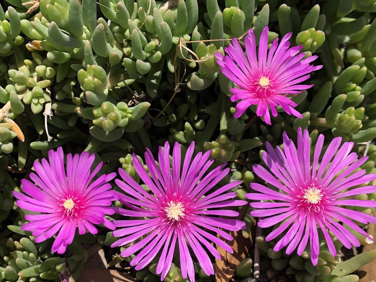 5月に咲く花