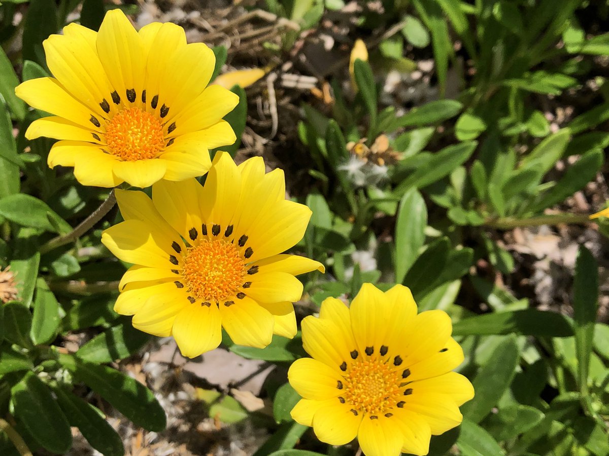 5月に咲く花