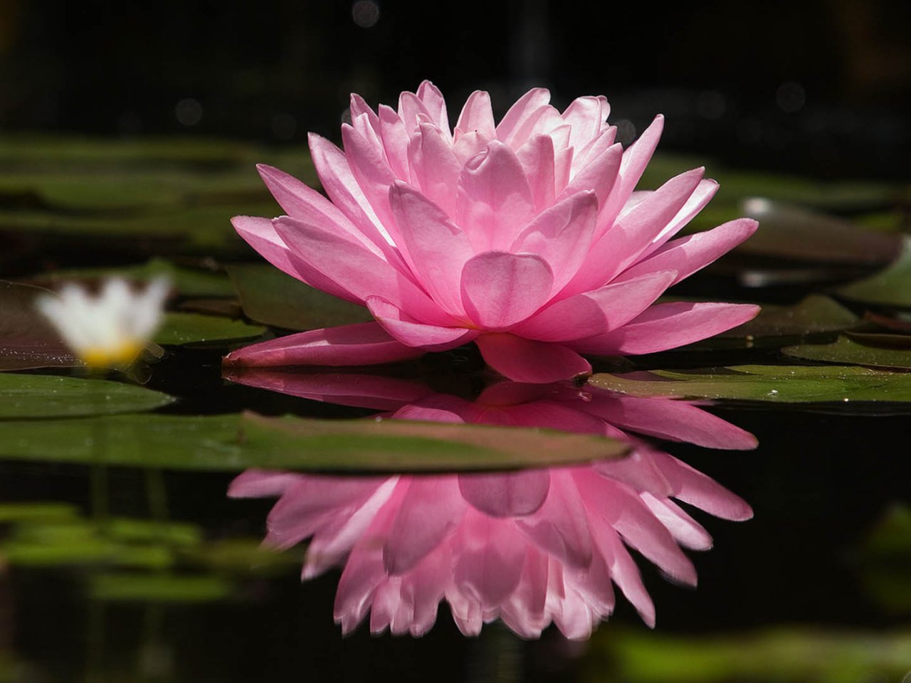 世界に咲く花 スイレン 水面に美しく咲く花 水が不足すると枯れてしまうので管理が必要です 花言葉は 清純な心 T Co Zizhqe4f9k Twitter