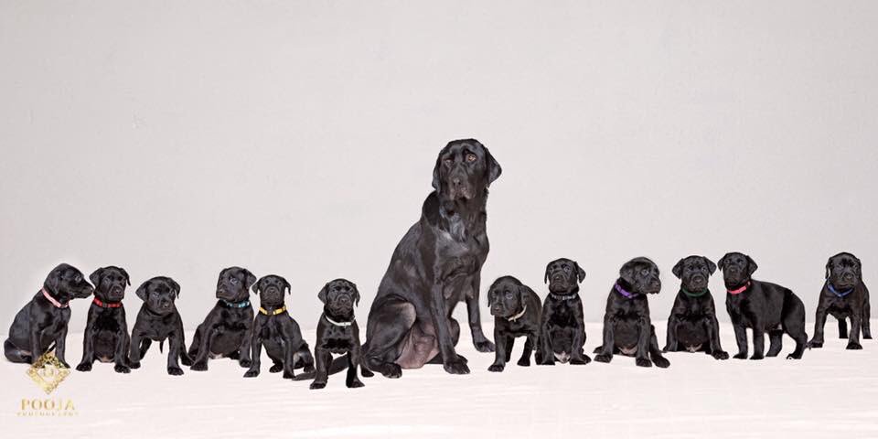 Our own fifa team : mom and pups. From 6 weeks old to 1 year old. What a journey it has been. #lovedogs #AdoptDontShop