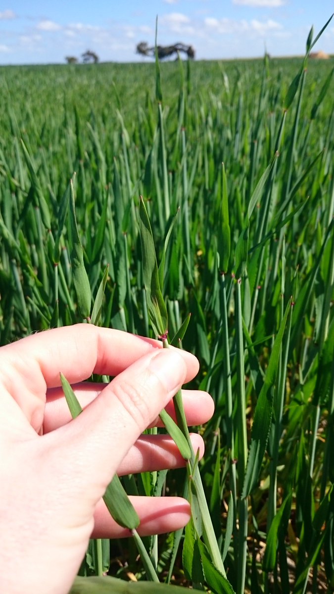 Employment Opportunity Extended – don’t miss your chance to join a vibrant team, supporting grower-driven local RD&amp;E in WA’s northern Wheatbelt.

Full details can be found on the Liebe Group website - liebegroup.org.au/abou…/employment-opportunities/