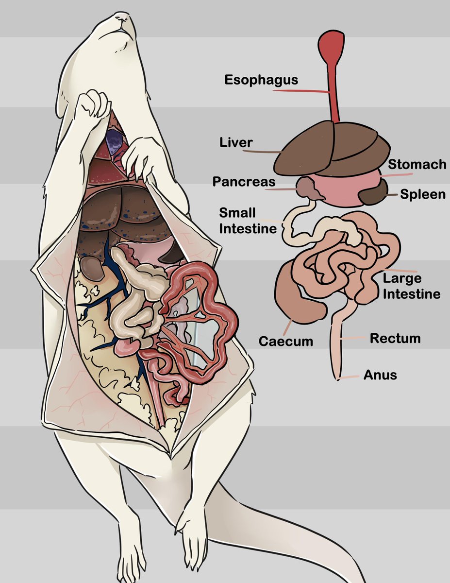 TommiCerberus's tweet photo. bio 3 professor: I need you all to sketch and label what you see of the digestive system during rat dissection.
Class: Ewwwwww *quickly scribbles something to be done with it*
Me: https://t.co/BlNRCvAh9o