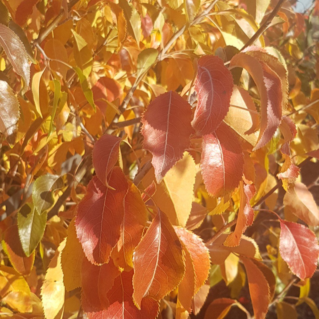 SpecialityTrees's tweet photo. Not to be out done, even the distinctive soft, silvery green foliage of the Snow Pear transforms into a delectable palette of reds and oranges in autumn. #pyrusnivalis #autumncolour #formandfunction #ornamentalpear https://t.co/d9dGPdvARS https://t.co/JSsqqcPegR