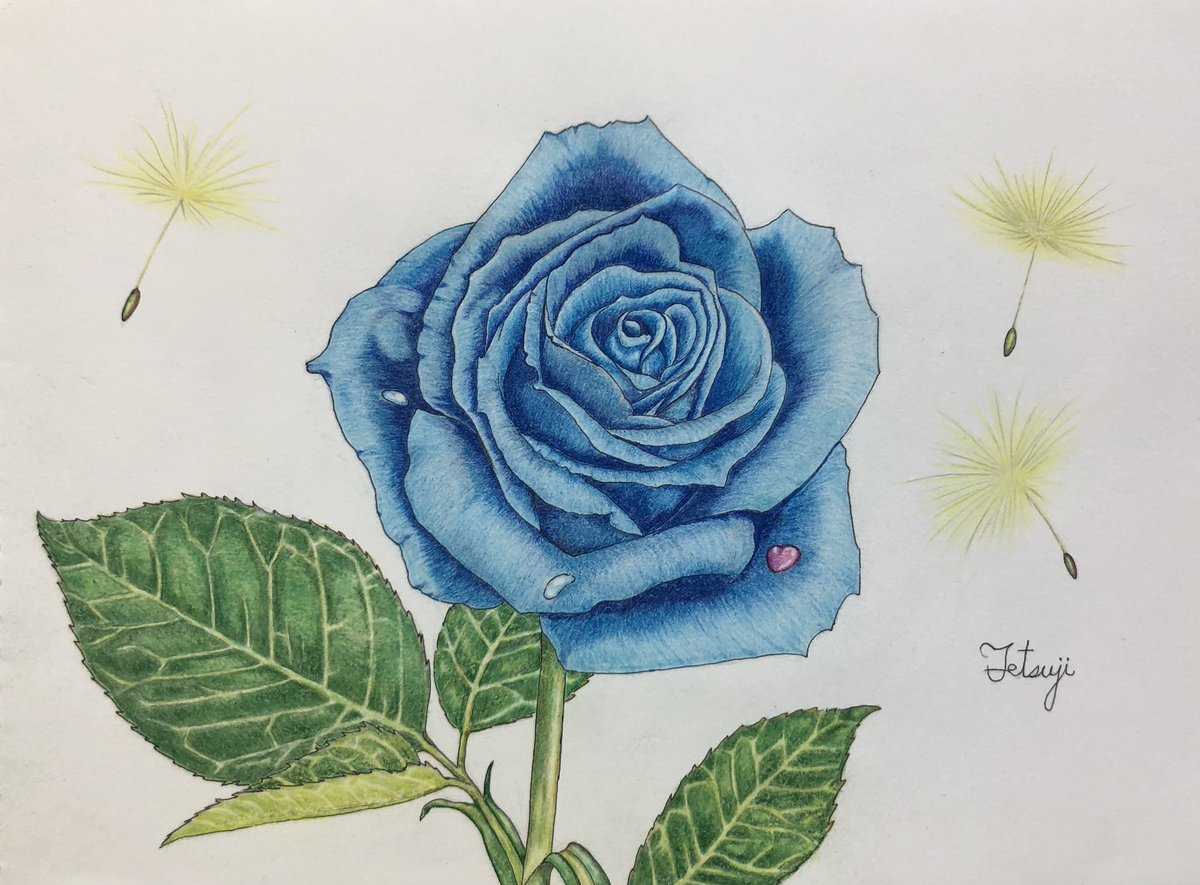22新作 一点物 Flower Drawing 黄金の葉を持つ薔薇シリーズ 青い薔薇 Fucoa Cl