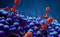APPRISE_network's tweet image. Scientists used engineered phages to help save teen

Scientists report the successful treatment of a life-threatening #mycobacterial infection using genetically engineered bacteriophages.
@CIDRAP @NatureMedicine
cidrap.umn.edu/news-perspecti…