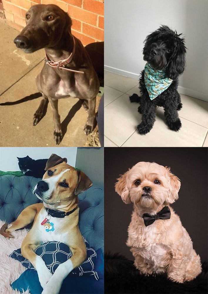 OzDogLover's tweet photo. #LykaPetFood just announced the winners of Australiaโs most #lykable #dog competition, which also helped two #shelterdogs find their fur-ever home thanks to the additional exposure. ๐ค
Congrats to Eddie & Layla on finding a new home!
https://t.co/1Y1e9Vl4jn https://t.co/jGlTkg1iON