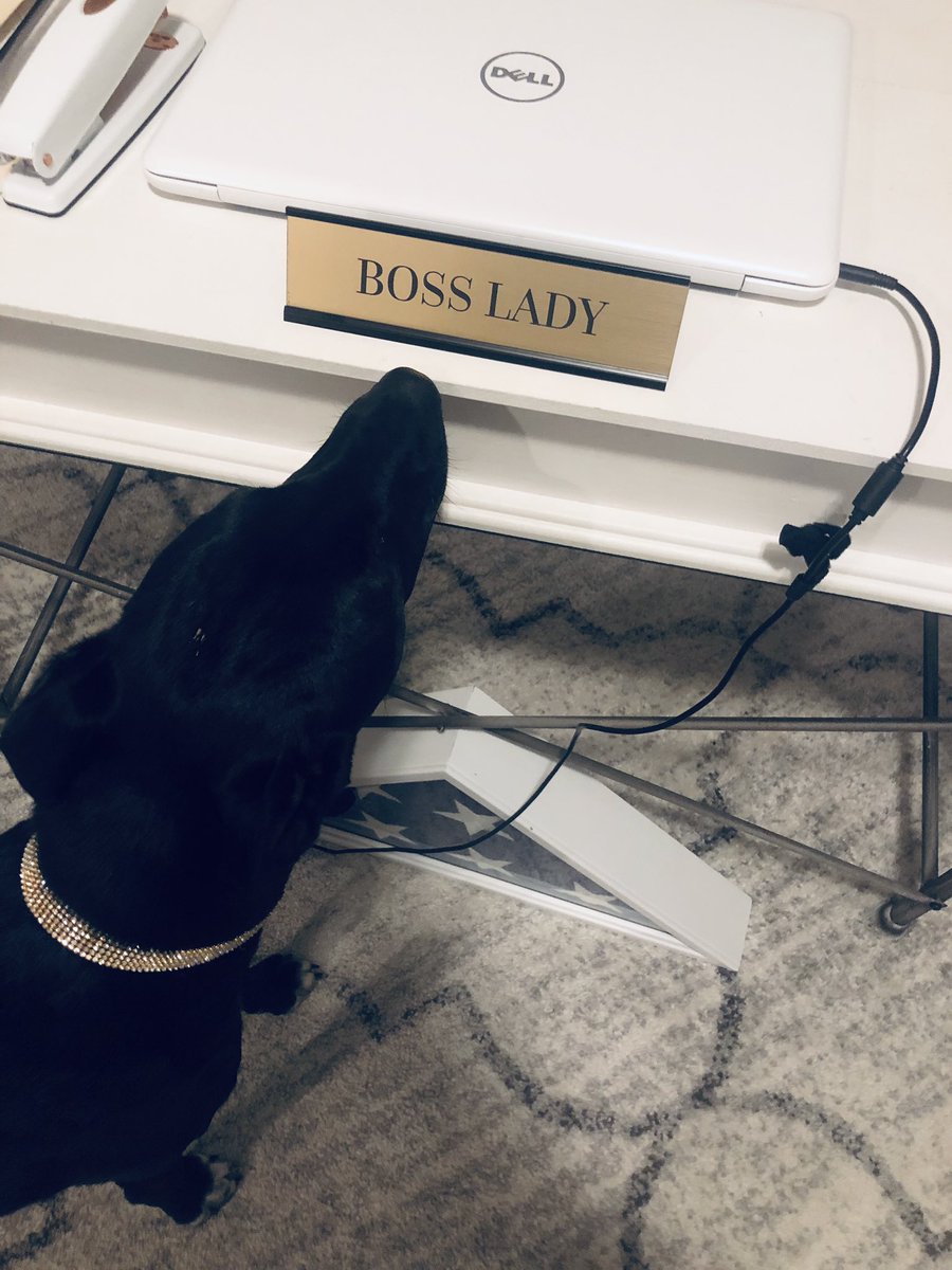 DHomeCOS's tweet image. Someone likes my new office decor. 🐶 #BossLady