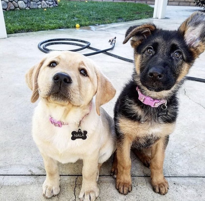 Custom Pet Gifts tweet media