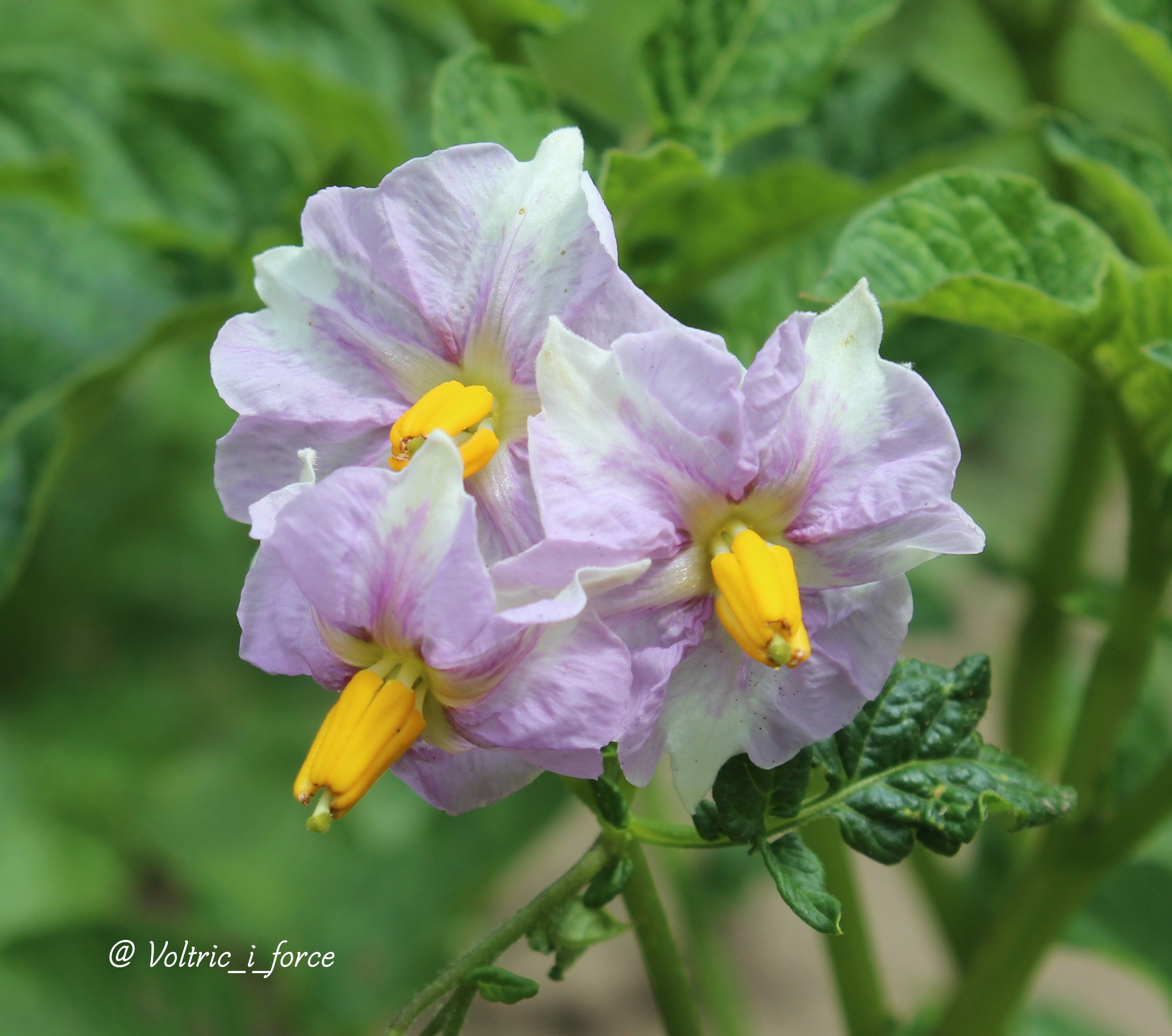 Vtifカスタマイズ ジャガイモって ナス科ナス属 食べるトコ全然似てないやん と思ったら 花 が茄子 ナス にそっくりだった はジャガイモの花 の茶色い壁バックはナス科ナス属のツルハナナス は正真正銘ナスの花 5月17日 誕生花の一つ
