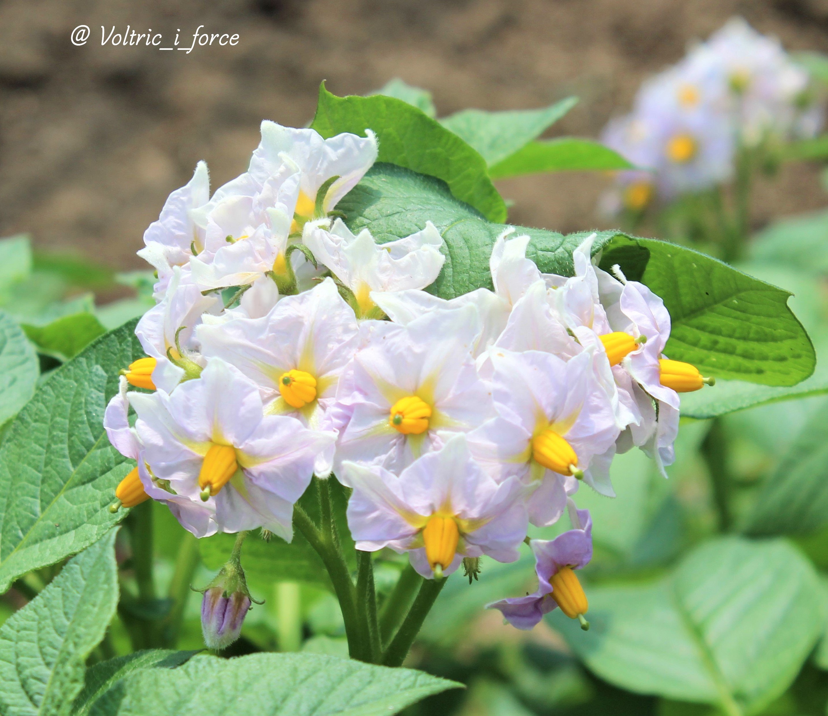Vtifカスタマイズ ジャガイモって ナス科ナス属 食べるトコ全然似てないやん と思ったら 花 が茄子 ナス にそっくりだった はジャガイモの花 の茶色い壁バックはナス科ナス属のツルハナナス は正真正銘ナスの花 5月17日 誕生花の一つ
