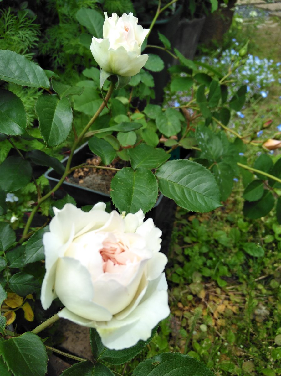 ゆず れおんとお庭 今朝開花のバラたち 粉粧楼 ボレロ リベルラ ガーデニング バラ ばら いまにわ5月 ゆず れおんとお庭 今朝開花のバラたち 粉粧楼 ボレロ リベルラ ガーデニング バラ ばら いまにわ5月